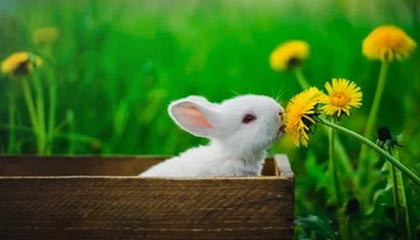 枣庄伴游，定制QQ：3494206190微信：act1322